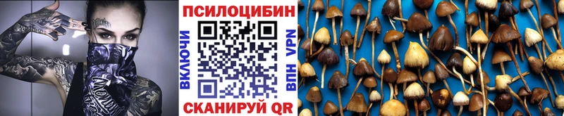 Купить где  Буйнакск  Галлюциногенные грибы Psilocybe 